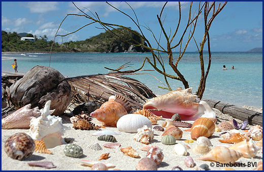 BVI Shell Collecting