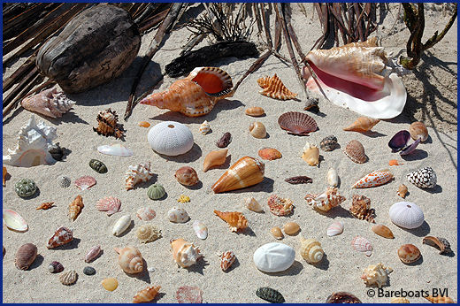selection of seashells