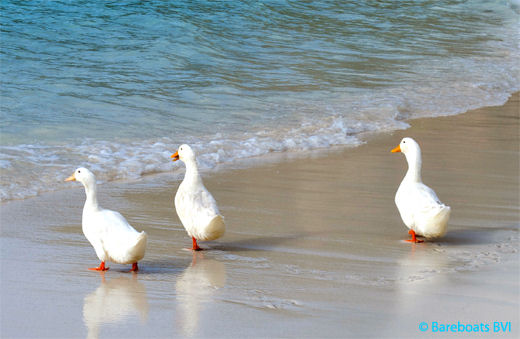 JVD_White_Bay_Beach_Ducks