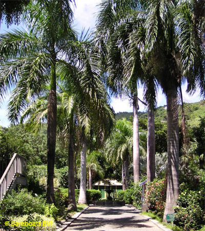 To_Botanic_Garden_Walk_Of_Palms