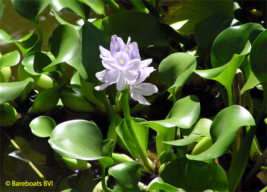 To_Botanic_Garden_Water_lily