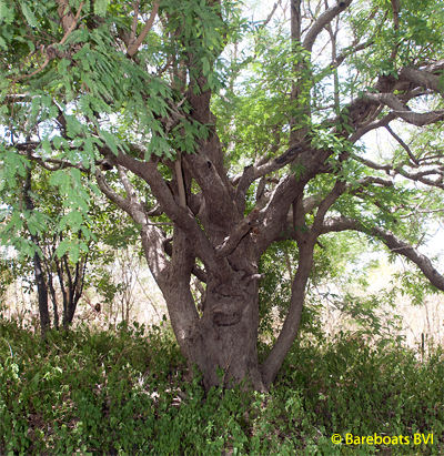 NI_Norman_Island_Tamarind_Tree