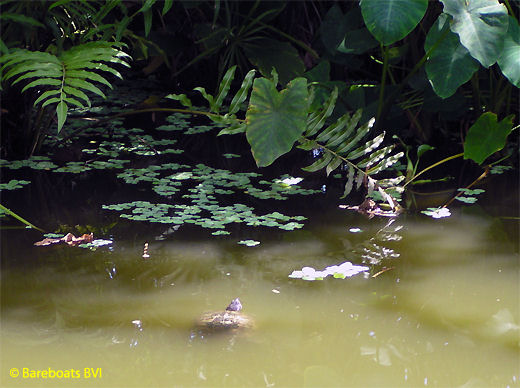 To_Botanic_Garden_Turtle_Pond